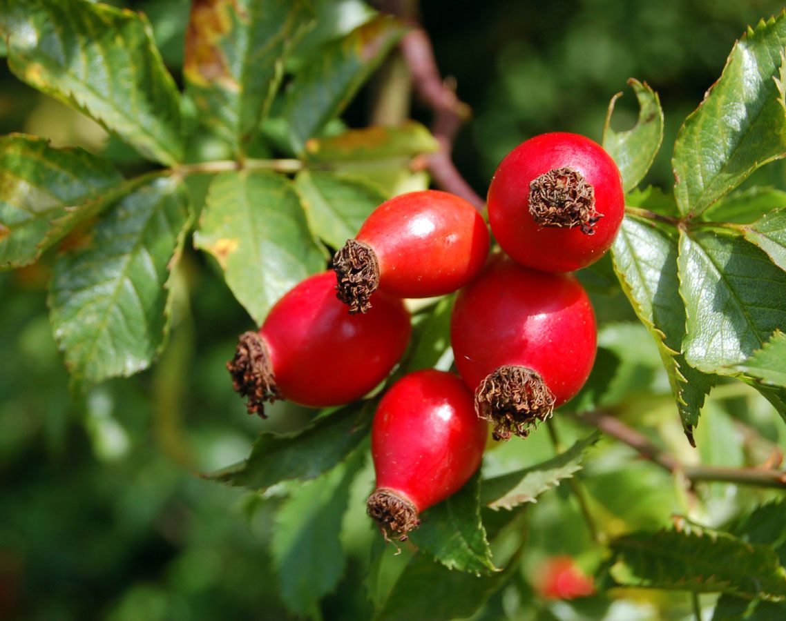 Rose Hips