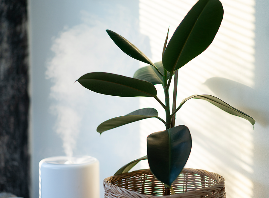 Are Humidifiers the Secret to Achieving Dewy, Hydrated Skin?