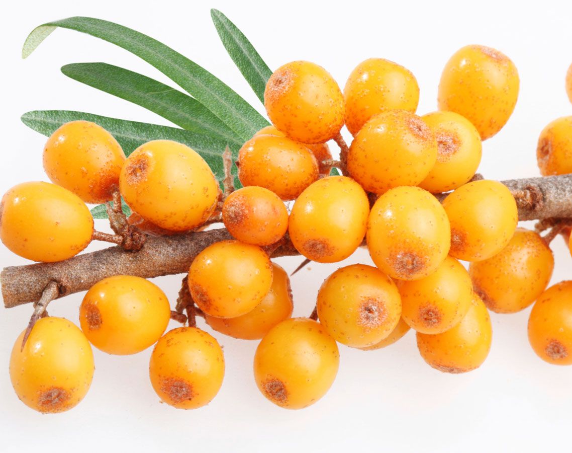 Sea Buckthorn
