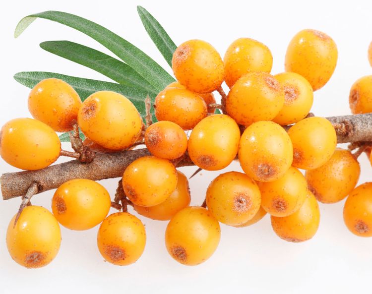 Sea Buckthorn