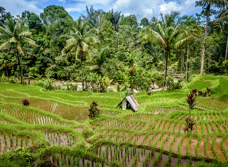 Dove Is Making One of the Largest Eco Restoration Efforts Ever to Come From a Beauty Brand