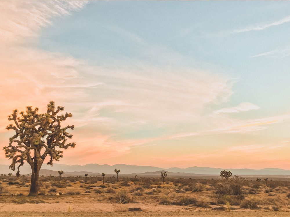 Desert-Inspired Skin Care Is Trending
