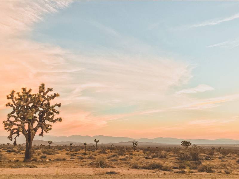 Desert-Inspired Skin Care Is Trending