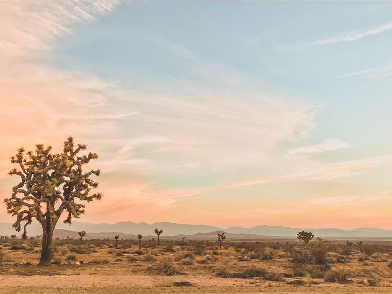 Desert-Inspired Skin Care Is Trending