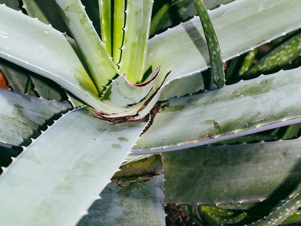Are Houseplants Good for Your Skin? These Dermatologists Say Yes