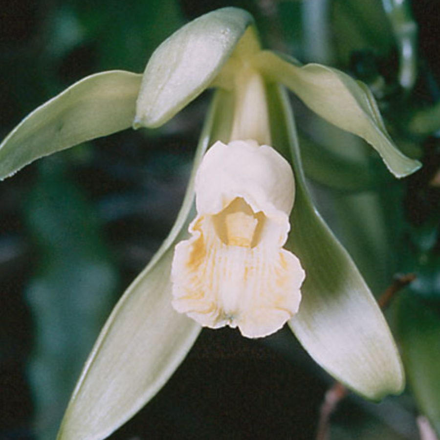 Why Perfumes With Real Vanilla Are Rare