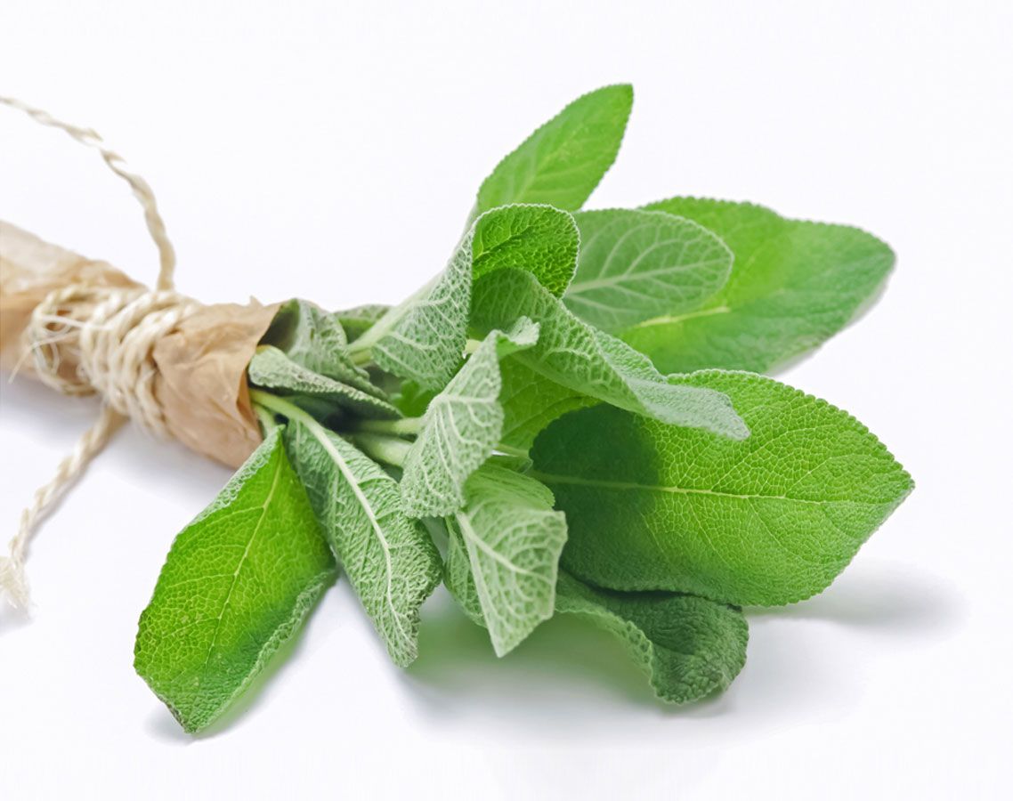 Sage Plant