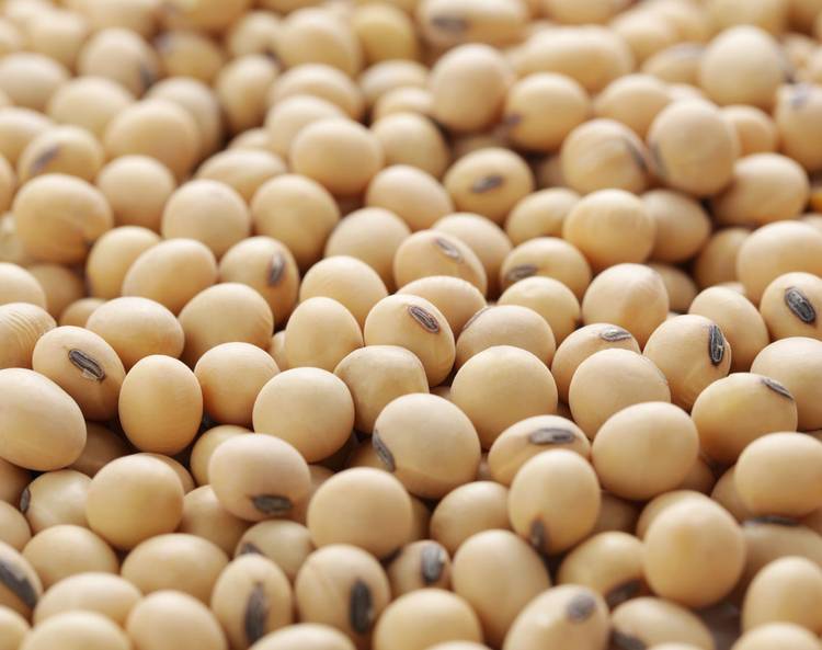 Soy