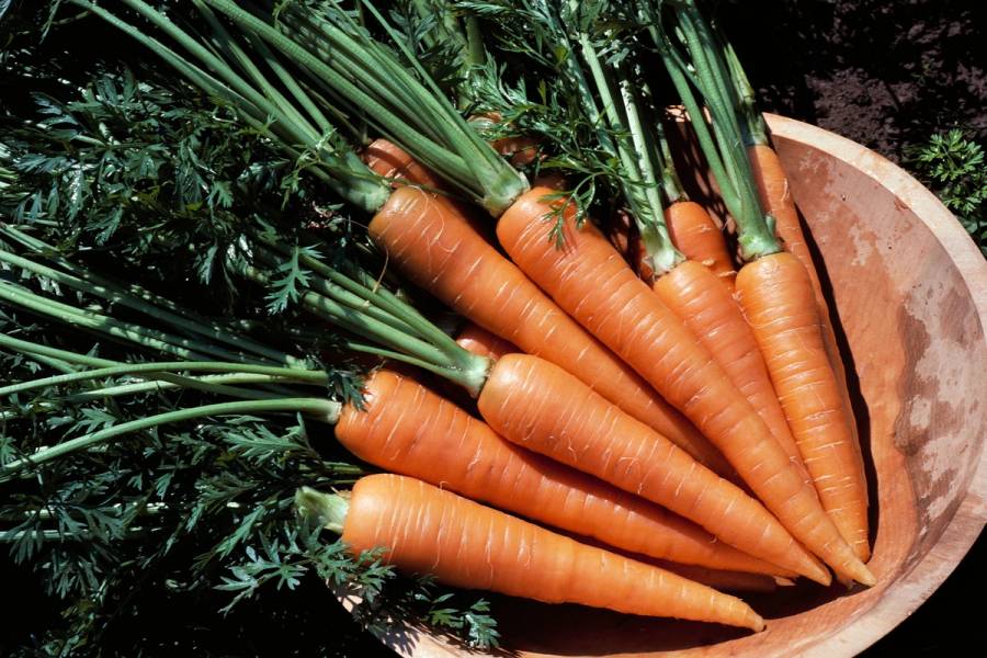 carrot tan