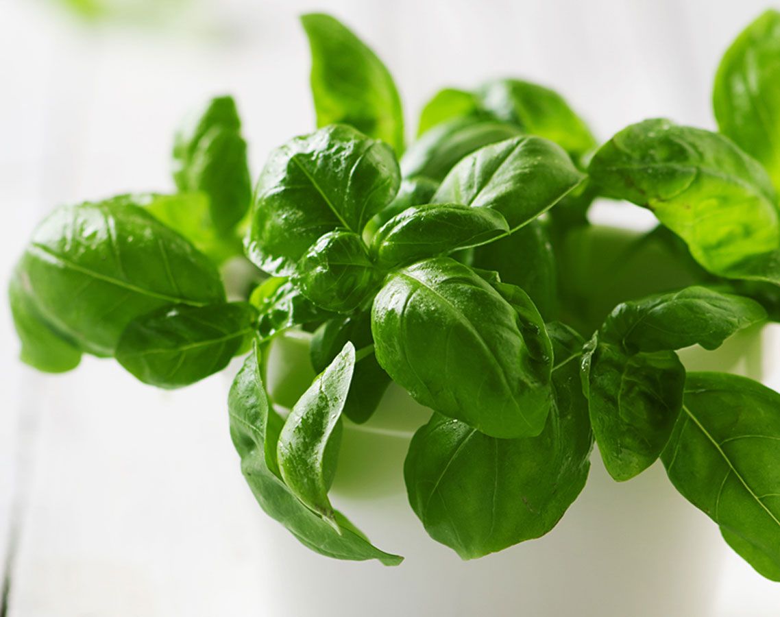 Basil