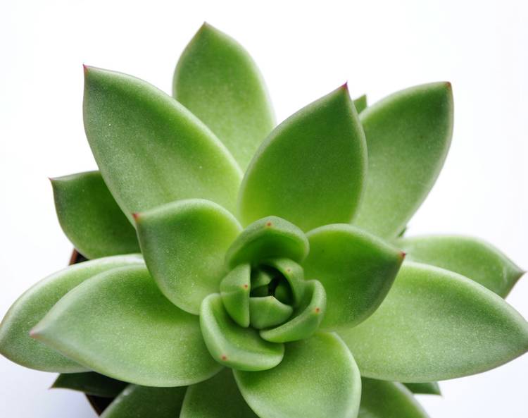 Agave Plant Color