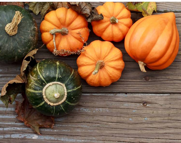 Pumpkin