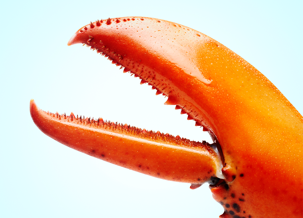 Behind the Brand That’s Hedging Its Bets on Lobster Skin Care