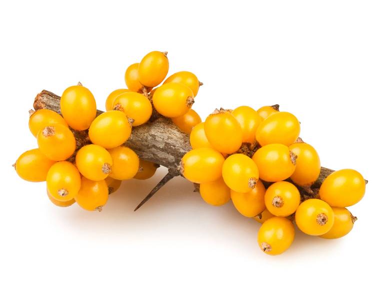 Obliphica