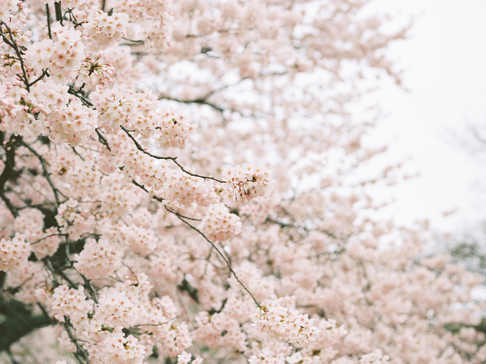 6 Gifts That Are Good for You and The Environment