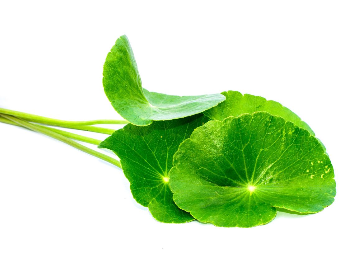 Gotu Kola