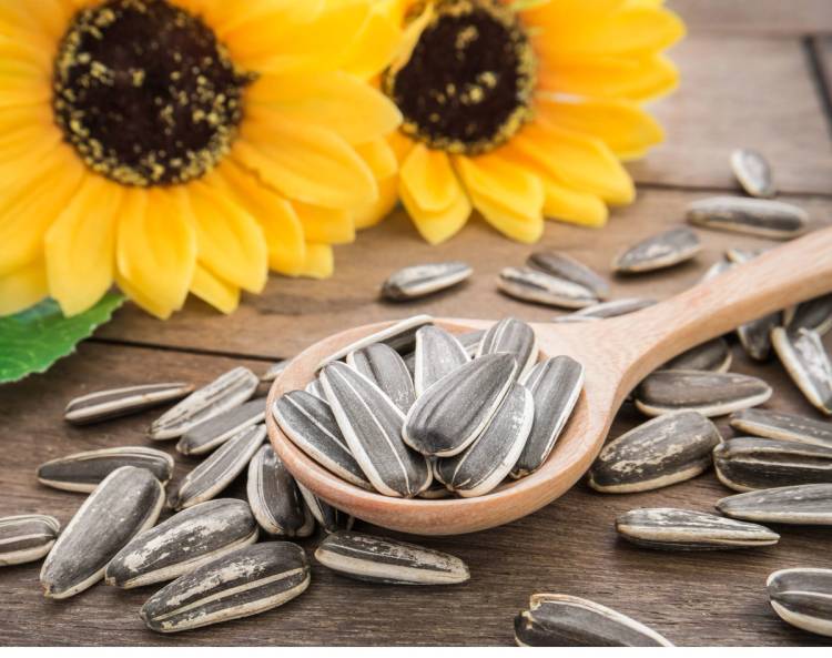 Sunflower Seeds