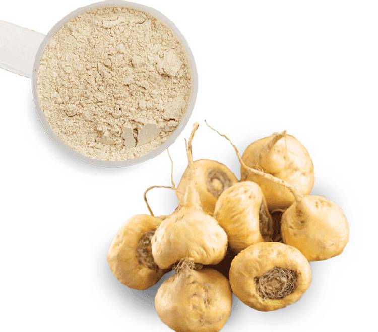 MACA