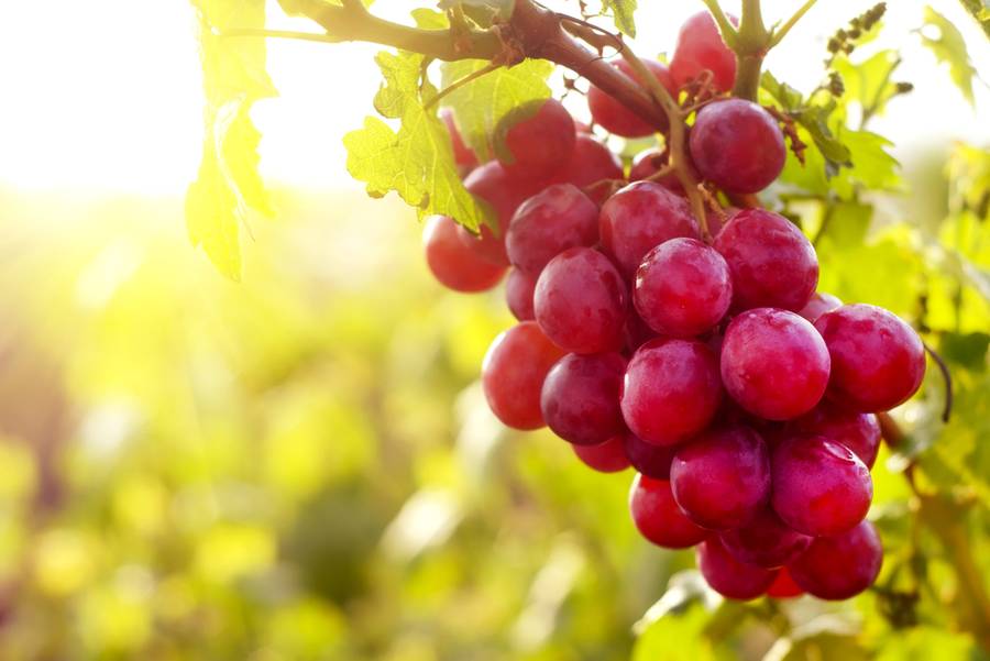 red Grapes