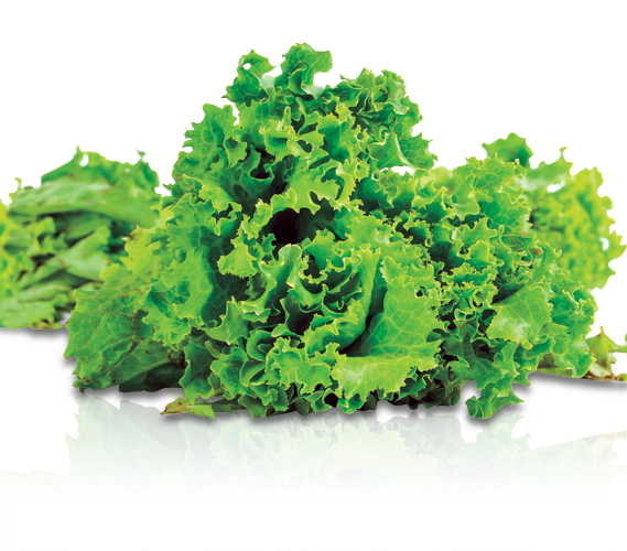 If You Constantly Diet