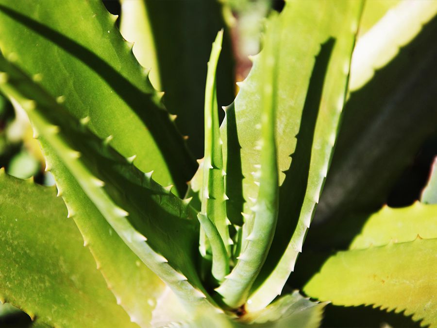 An A-to-Z Guide to Aloe Vera