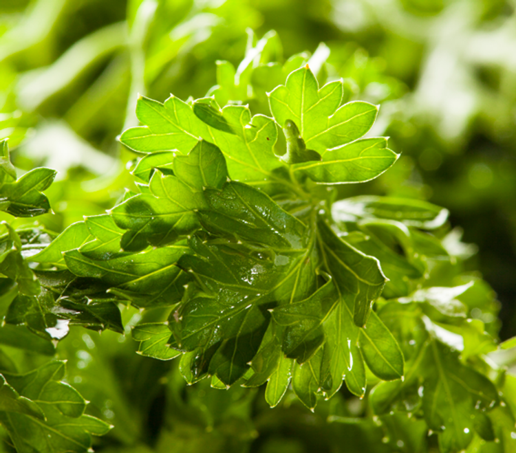 Parsley