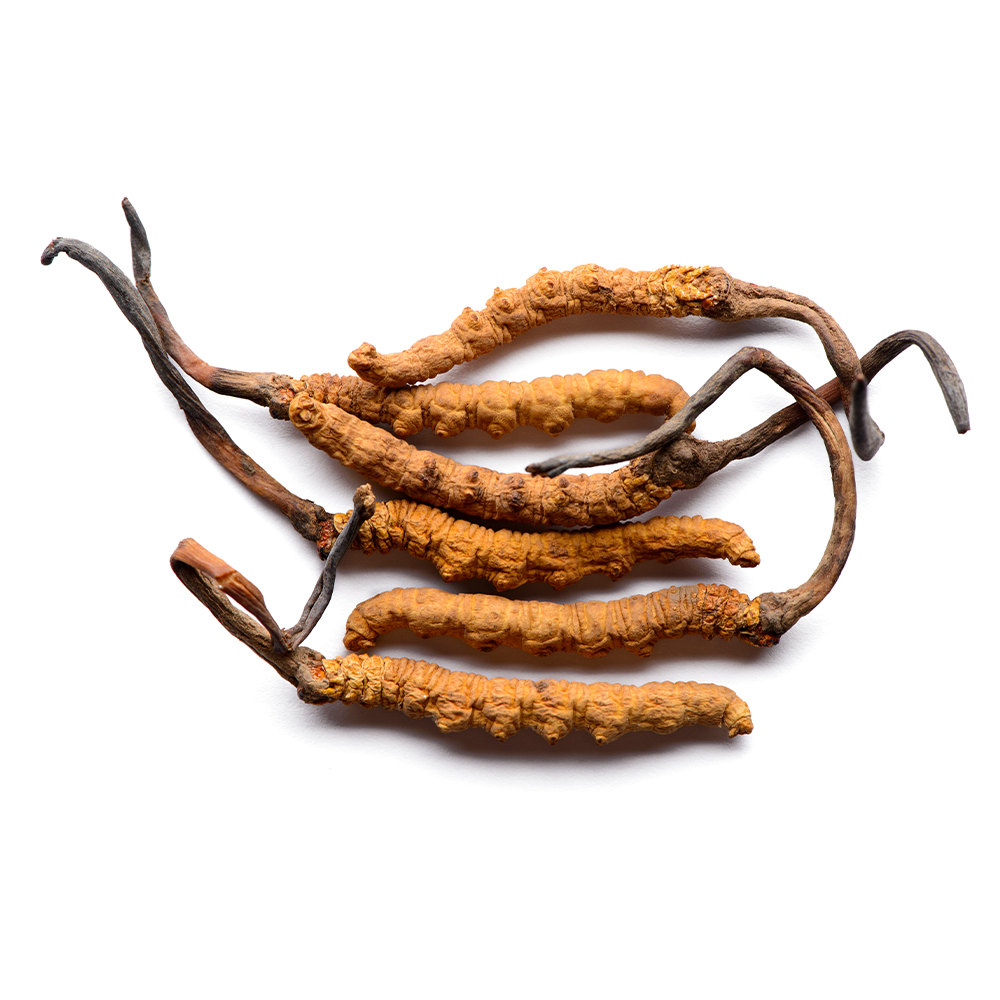 Cordyceps