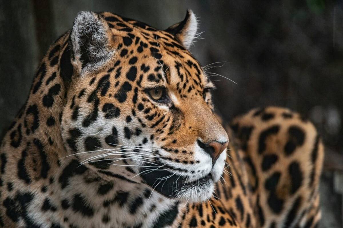 panther to represent animalic fragrances