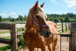 TamaFlex may support joint health in horses, says recent study