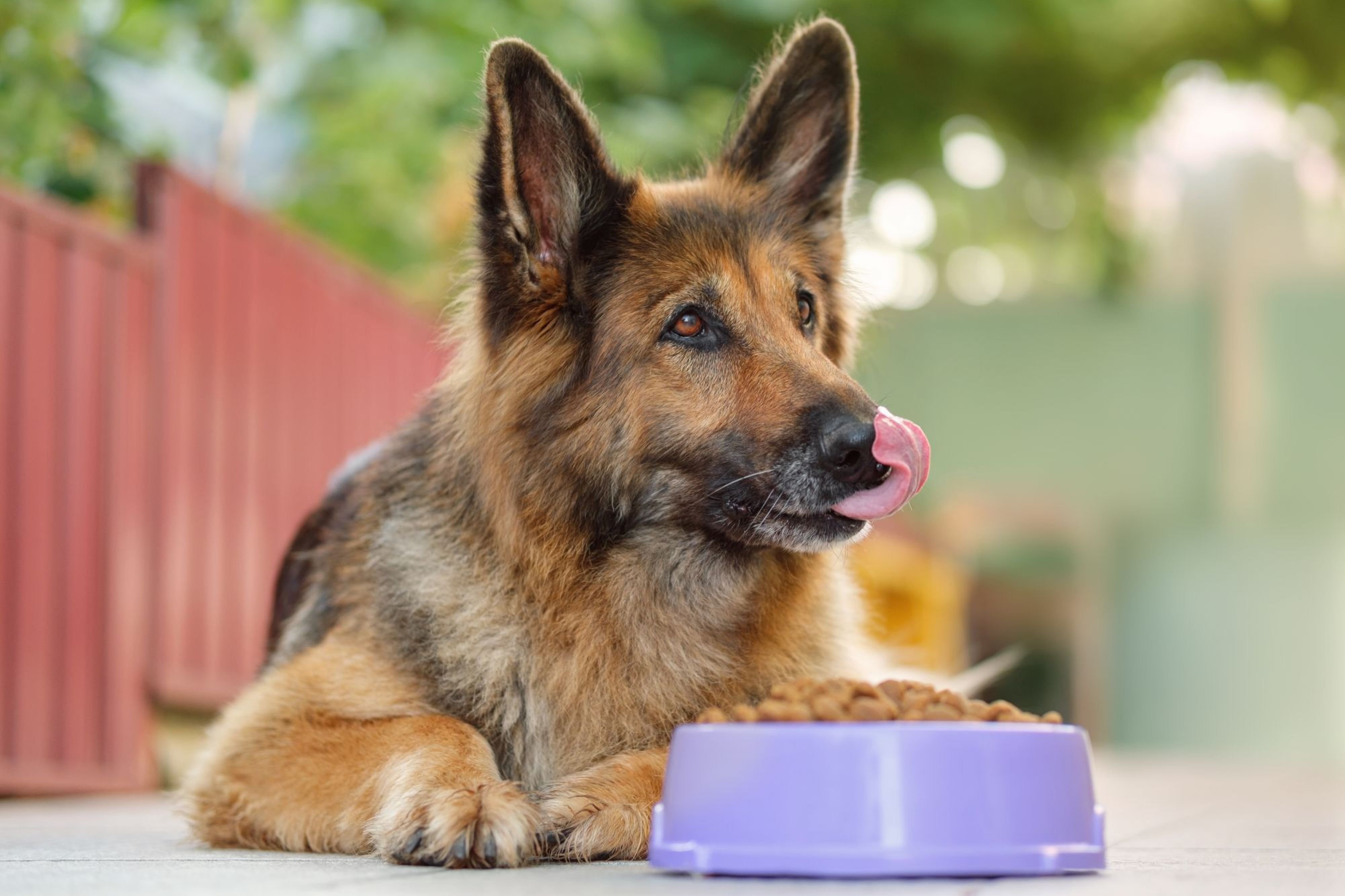New study shows carrot fiber prebiotic supports gut health in dogs