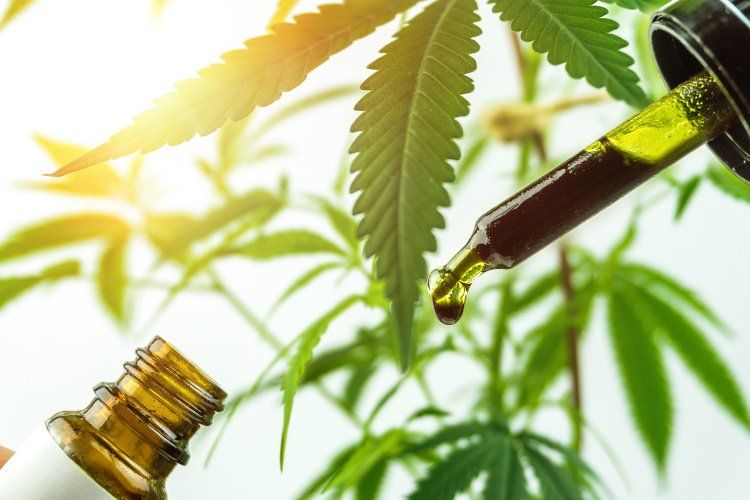 How hard is it to formulate CBD in food and drinks? | Nutritional Outlook