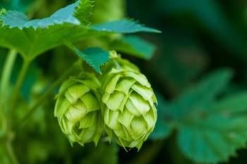 New Human Trial Shows Micellar Formulation Sharply Increases Xanthohumol Absorption