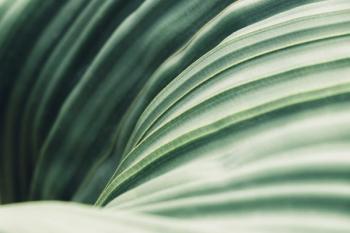 What New Cell and Mouse Data Show About Ahiflower Oil, Cholesterol, and Clotting Risk