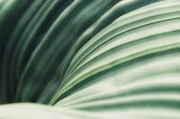 What New Cell and Mouse Data Show About Ahiflower Oil, Cholesterol, and Clotting Risk