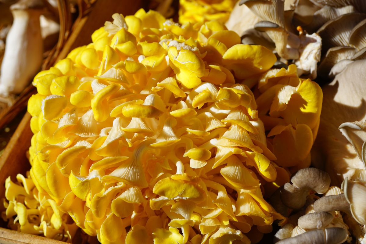 golden oyster mushroom
