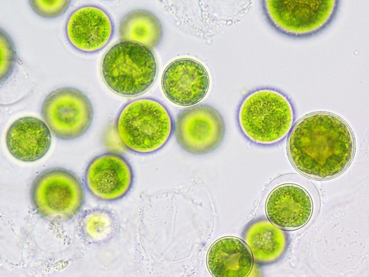 Появление одноклеточных водорослей. Зеленые водоросли хлорелла. Хлорелла вульгарис. Хлорелла микроскоп. Хлорелла микрофотография.