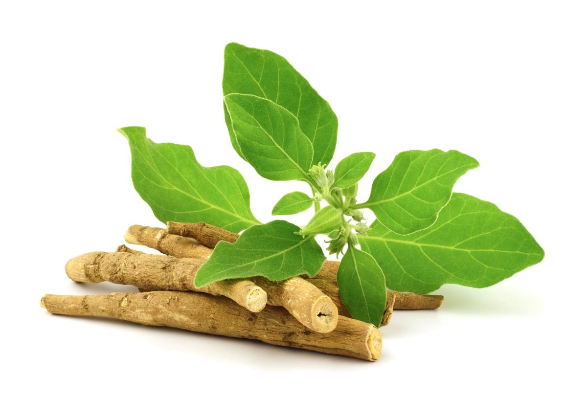 New study examines the effects of withanolide profiles on the bioavailability of ashwagandha extracts