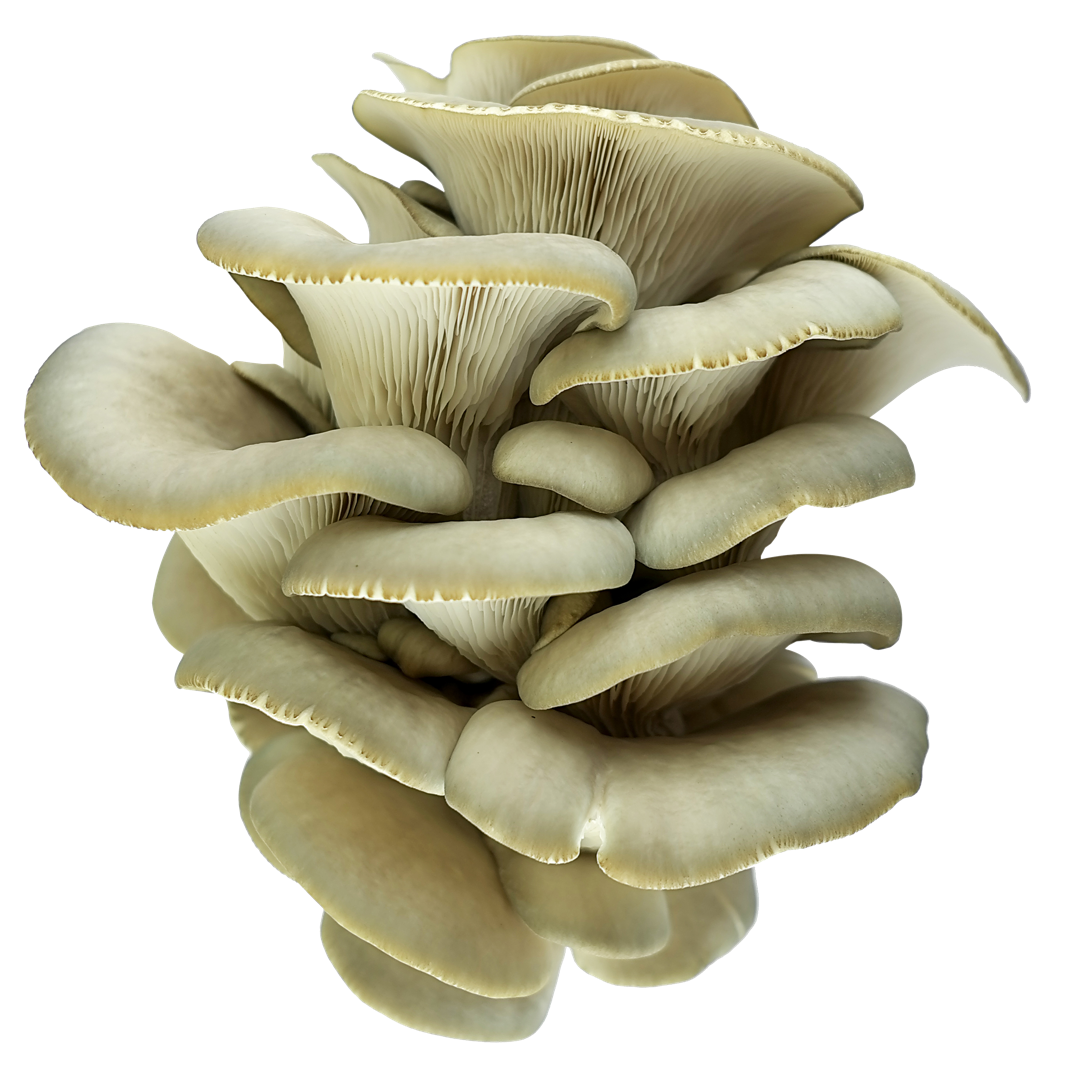 mushroom