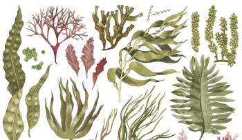 The Age of Algae: R&D advances algae’s potential for health and nutrition