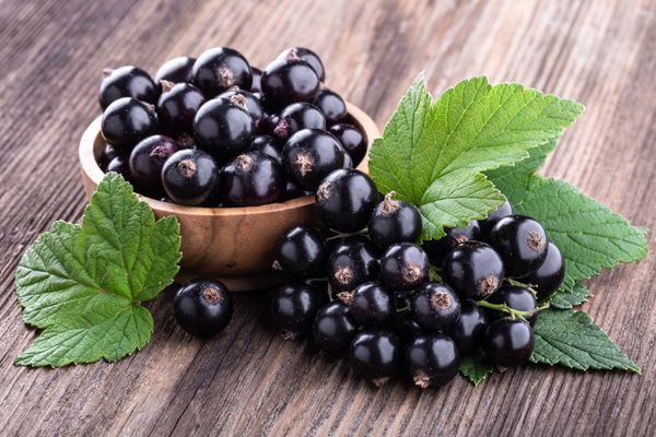 New Zealand Blackcurrant Extract Boosts Strength and Cognition in New Study