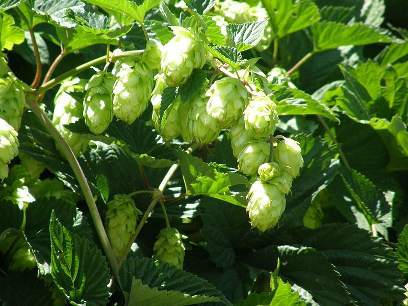 Photograph by mmmavocado/Wikimedia Commons/CC-BY-SA-2.0.