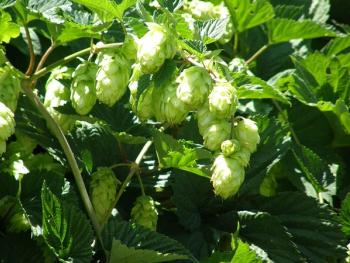 Photograph by mmmavocado/Wikimedia Commons/CC-BY-SA-2.0.