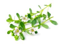 Samriddh’s B-Lit Bacopa Demonstrates Clinical Efficacy for Stress Reduction and Sleep Quality in New Research