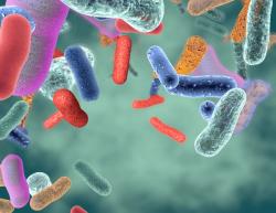 Microbiome R&D firm Synbiotic Health launches spin-off company for probiotic commercialization