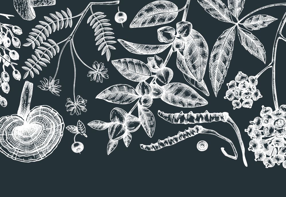 Adaptogens explained: What makes an herb an adaptogen?