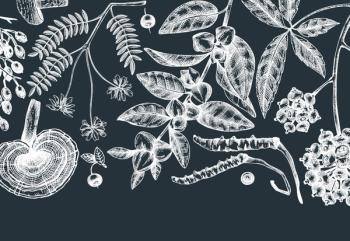 Adaptogens explained: What makes an herb an adaptogen?