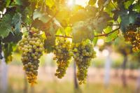Whole-Food Grape Matrix Outperforms Concentrated Extract on Post-Meal Triglyceride Response in New Trial