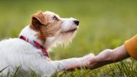 Research, Regulation, and Longevity Trends: What’s Next for Pet Supplements