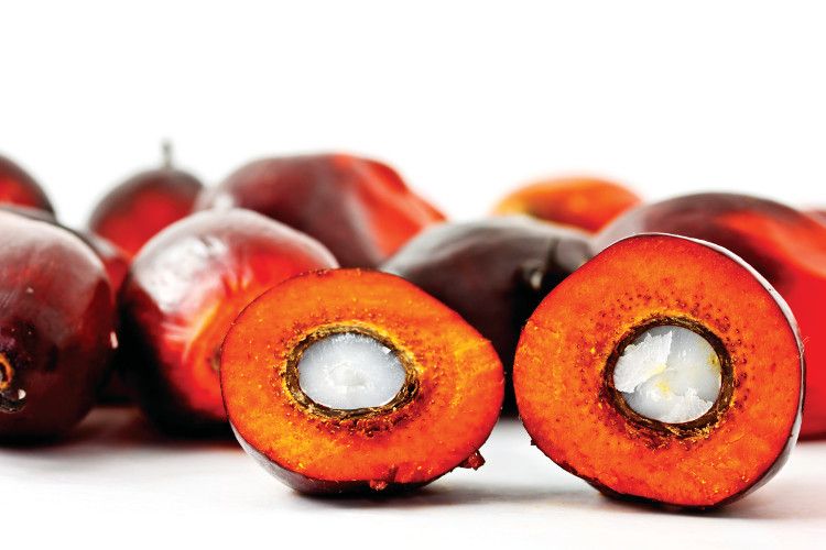 palm fruit