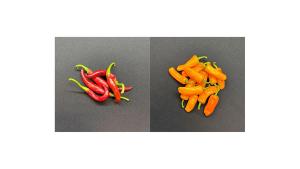 Images Courtesy of Sensient Agricultural Ingredients